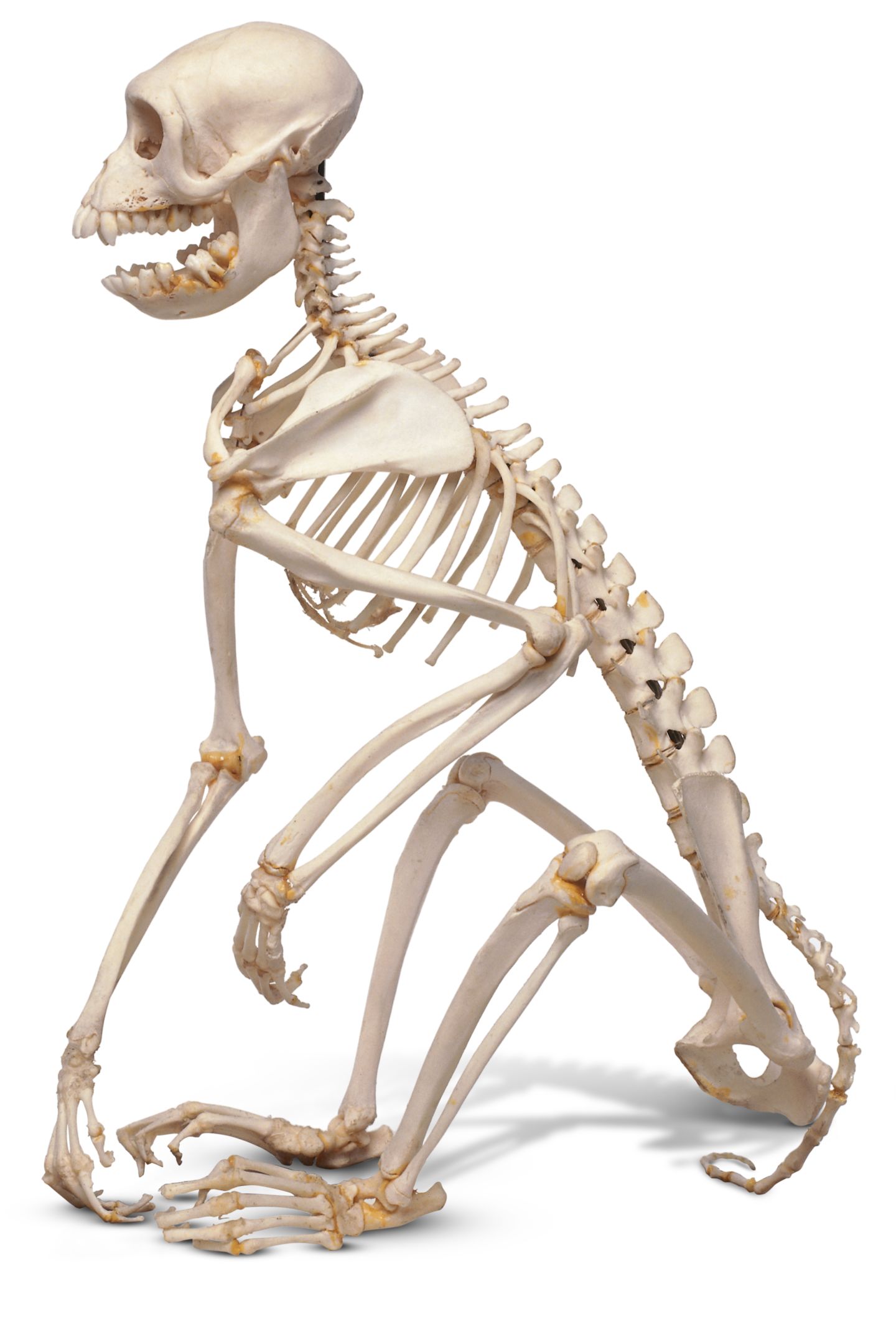 Top 137 + Which animal has no skeleton - Lestwinsonline.com