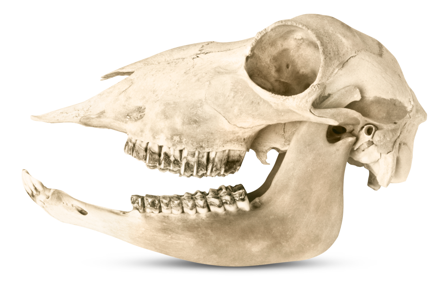 Animal Teeth | Types Of Teeth | DK Find Out diagram of a goat skull 