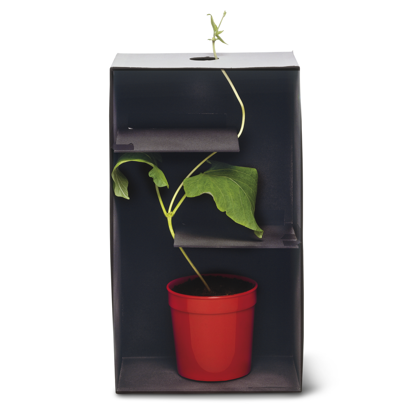 😂 Sensitive plants to the human touch. Mimosa pudica. 20190218