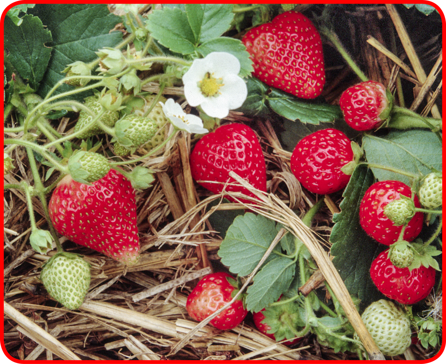 Growing Fruit Basic Gardening Advice DK Find Out