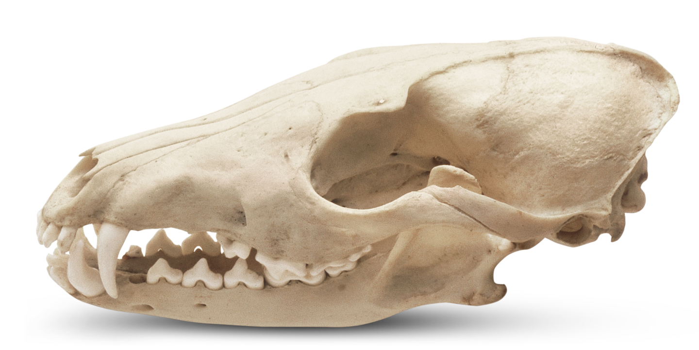 Animal Skull Identification Chart