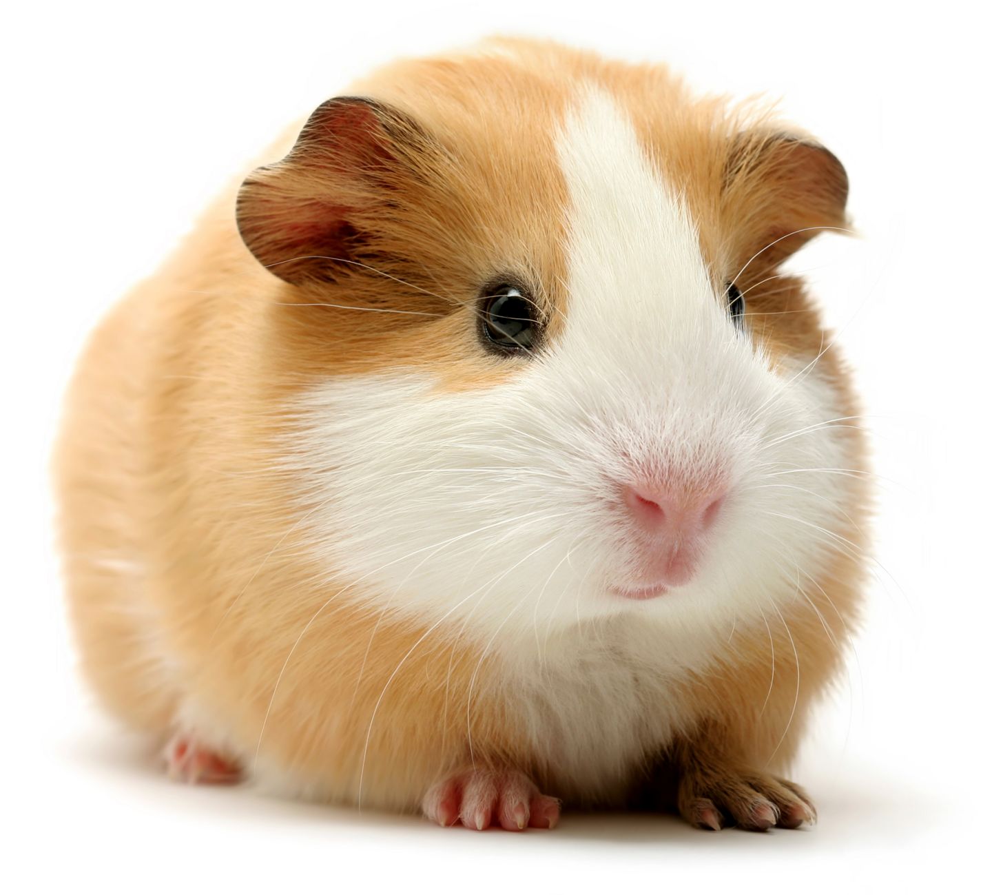 small rodent pets list
