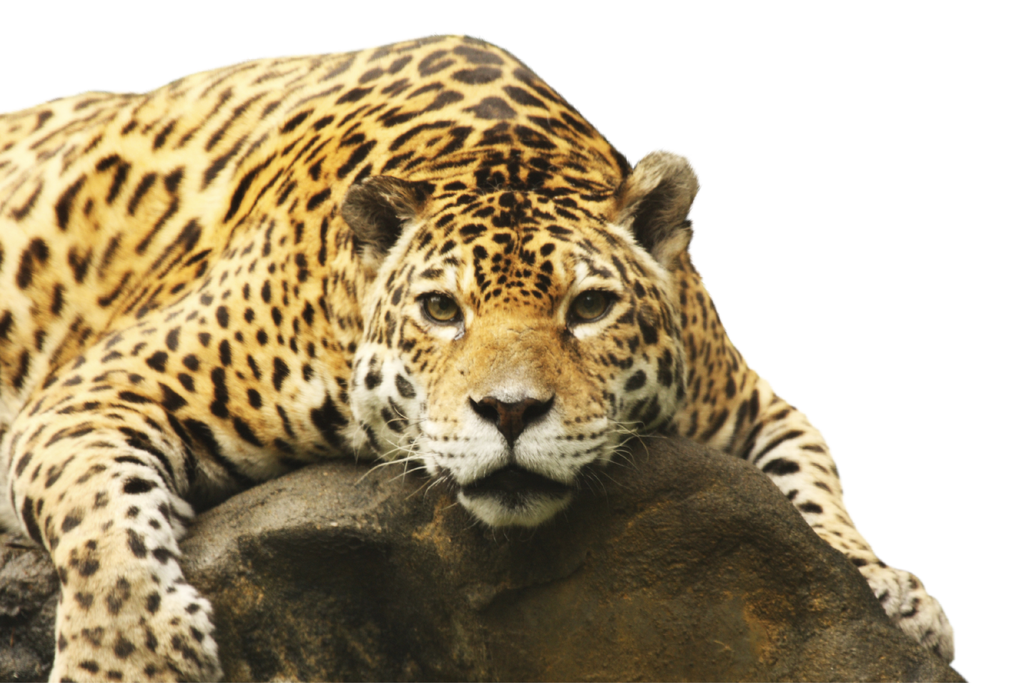 What Animals Do Jaguars Eat In The Rainforest