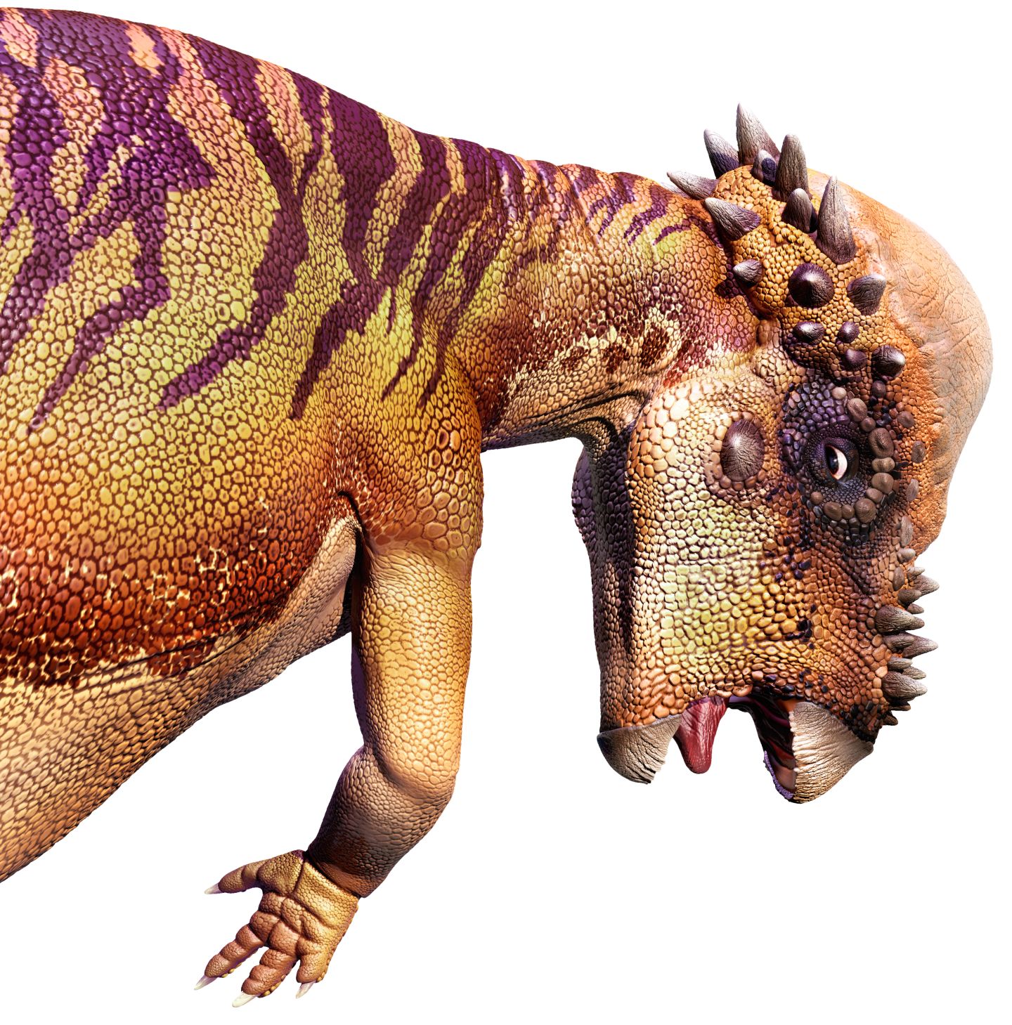 Pachycephalosaurus Pachycephalosaurus Facts Dk Find Out