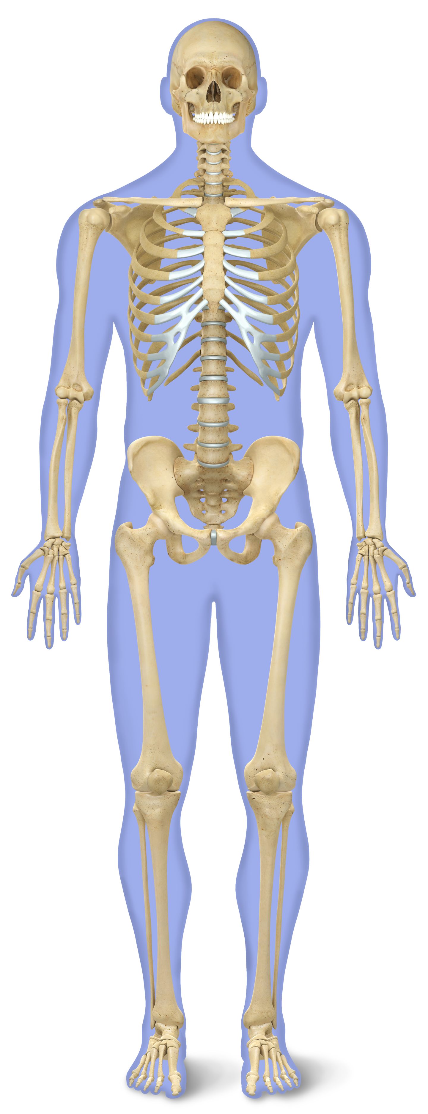 Number of Bones in Human Body Skeleton Facts DK Find Out