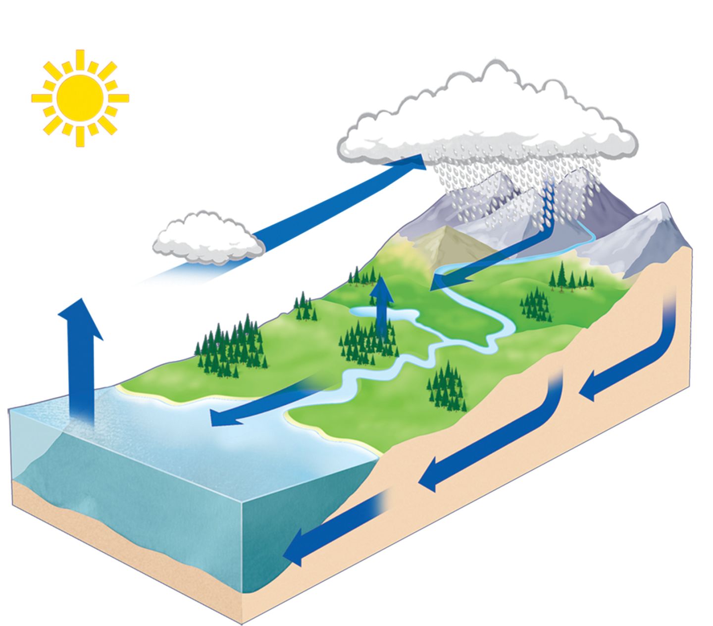 Water Cycle Facts | Water Cycle Definition | DK Find Out