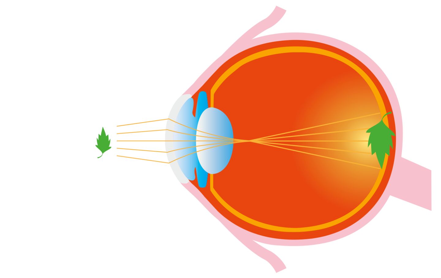Anatomy Of The Eye How Does The Eye Focus DK Find Out