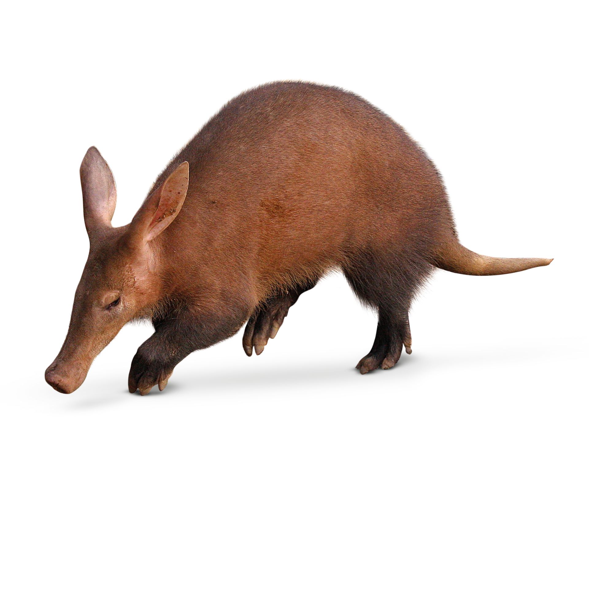 A Aardvark - Inspec Wallp Animals