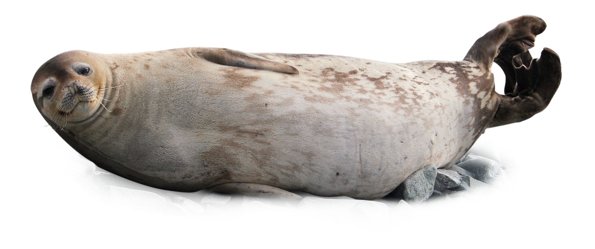 Seals Sea Lions And Walruses Pinnipeds Dk Find Out