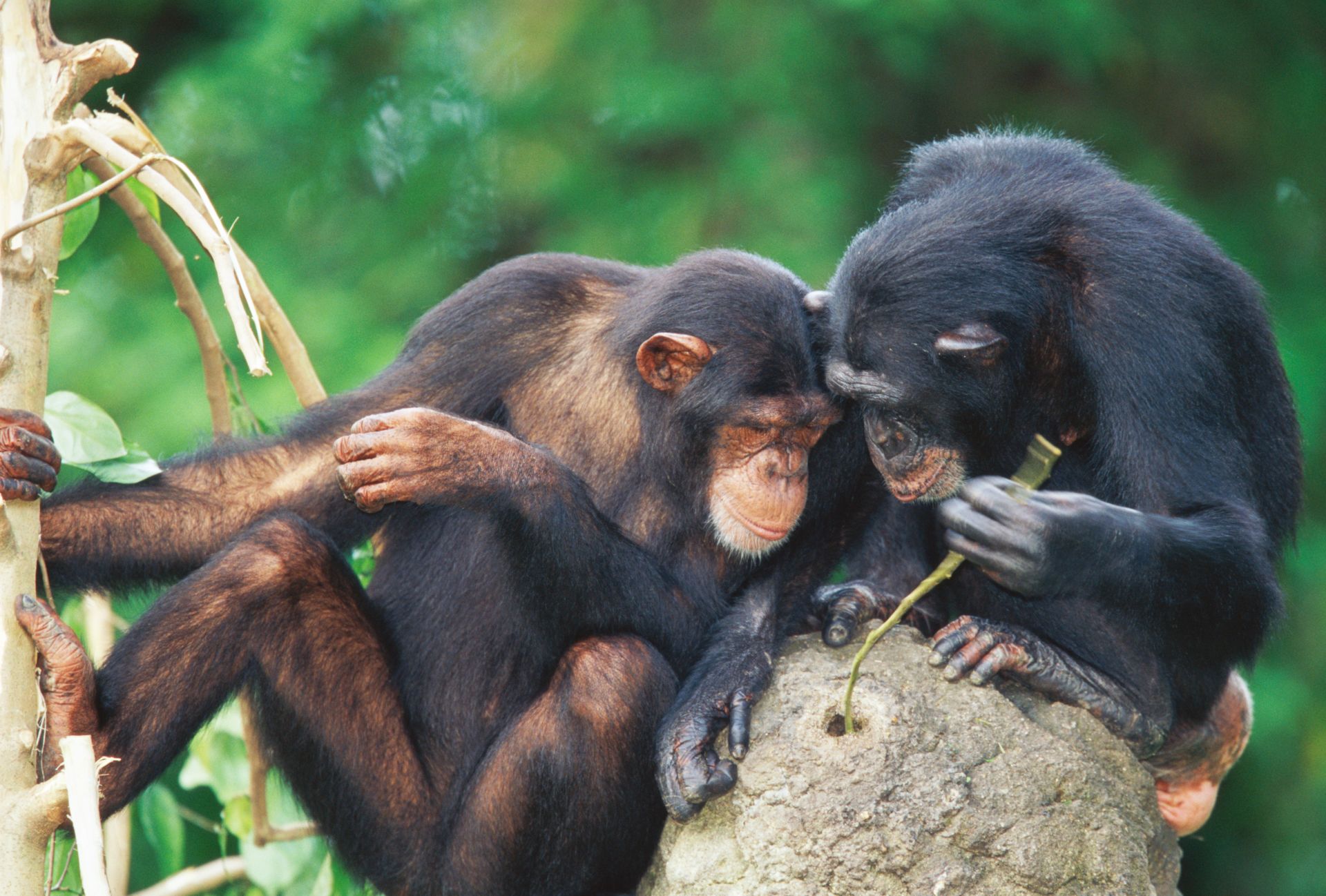 World of Chimpanzees: Our Fascinating Closest Relatives