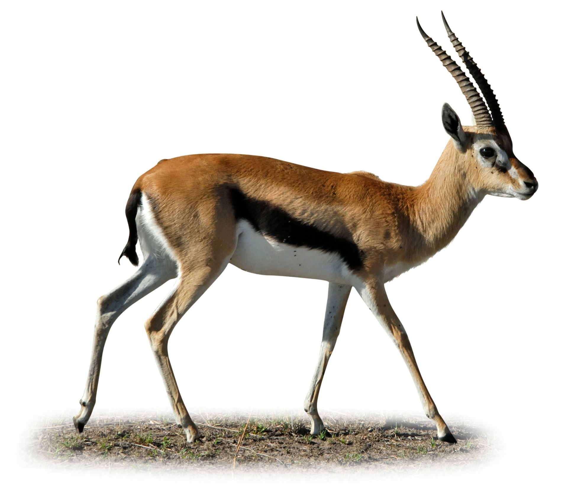 Thomson Gazelle Facts Facts About Gazelles Dk Find Out