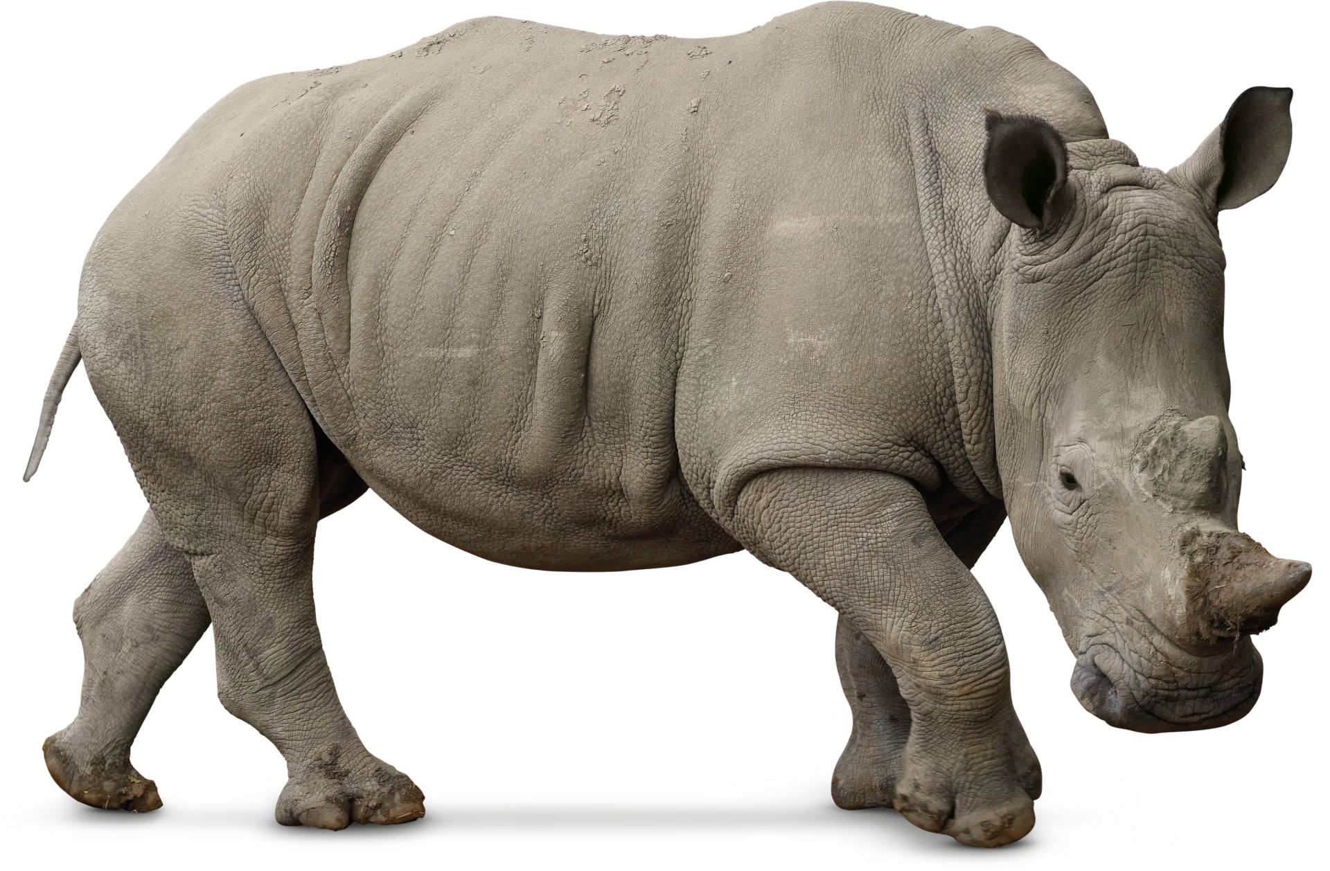 white rhino number