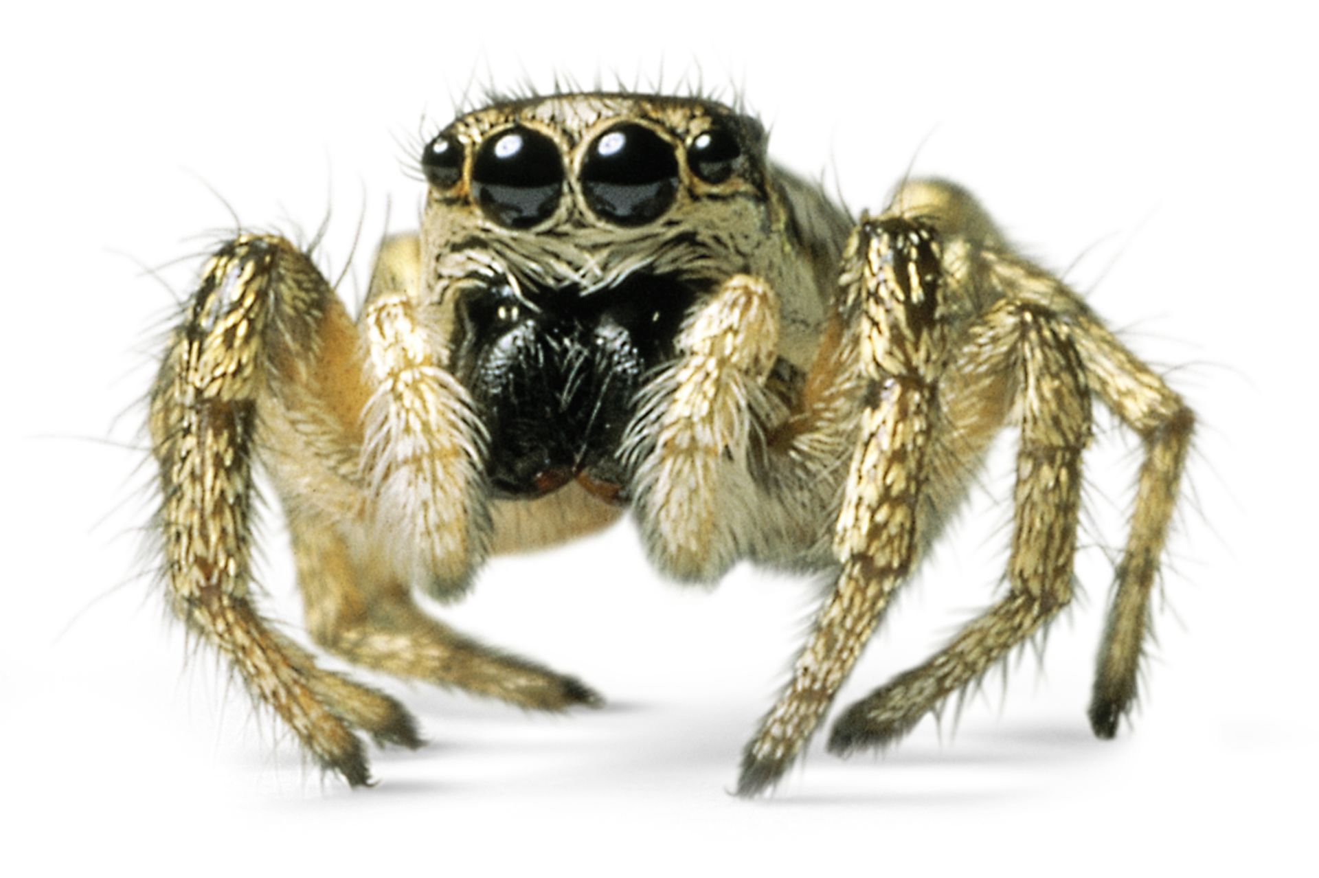 Jumping spiders