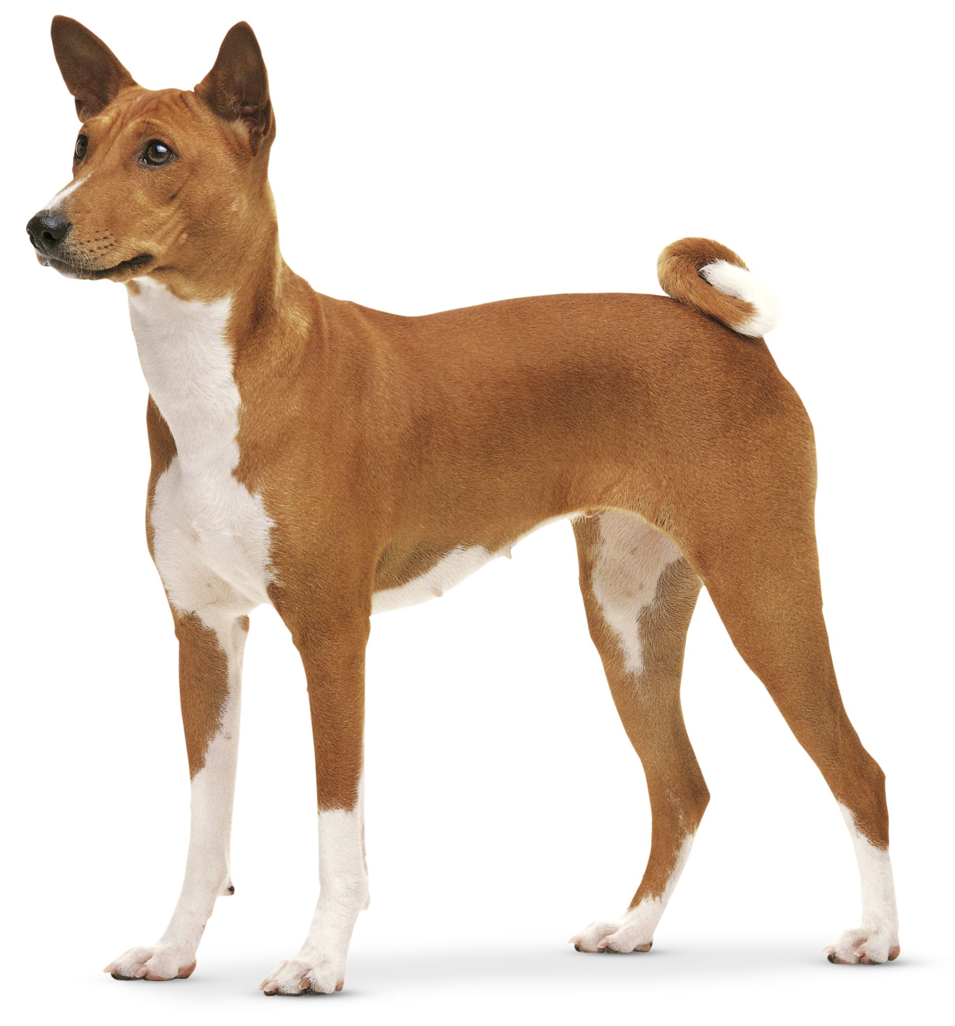 dog breeds with pointy ears