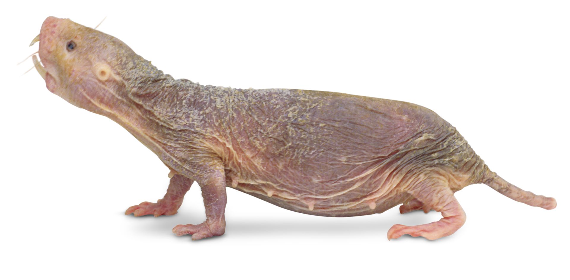 Naked Mole Rat Facts Hairless Mole Rat Dk Find Out