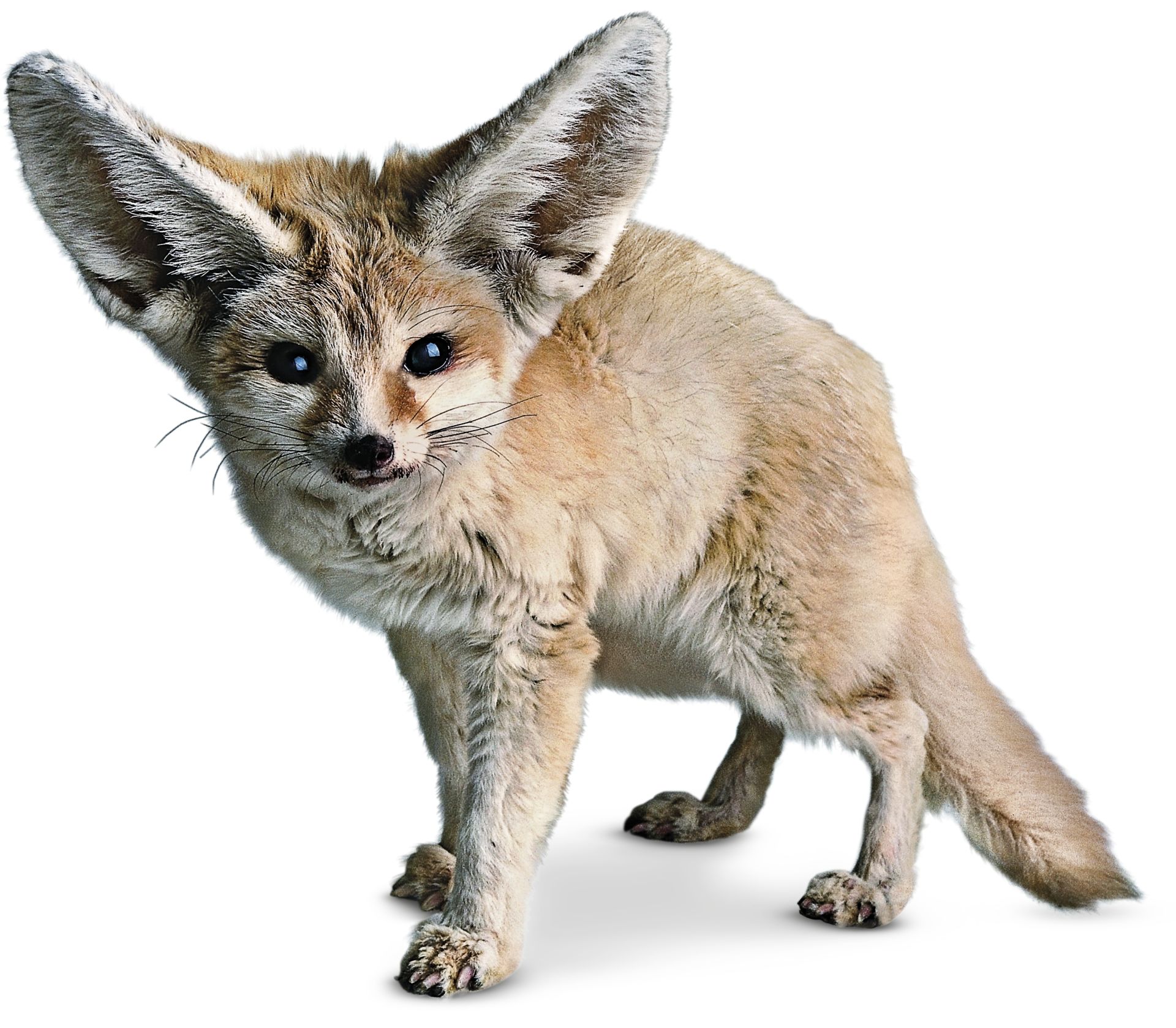 Fennec Fox Facts What Do Fennec Foxes Eat DK Find Out