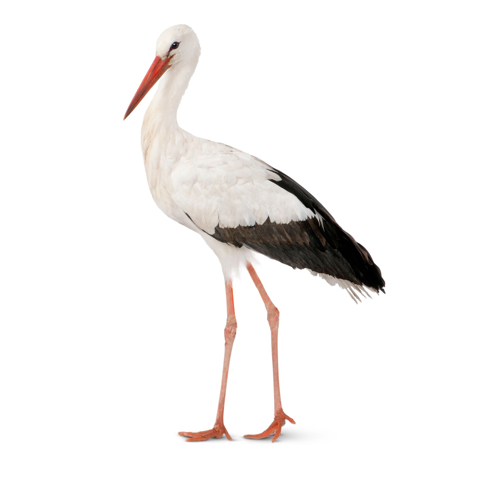 Storks Information White Stork Bird Dk Find Out