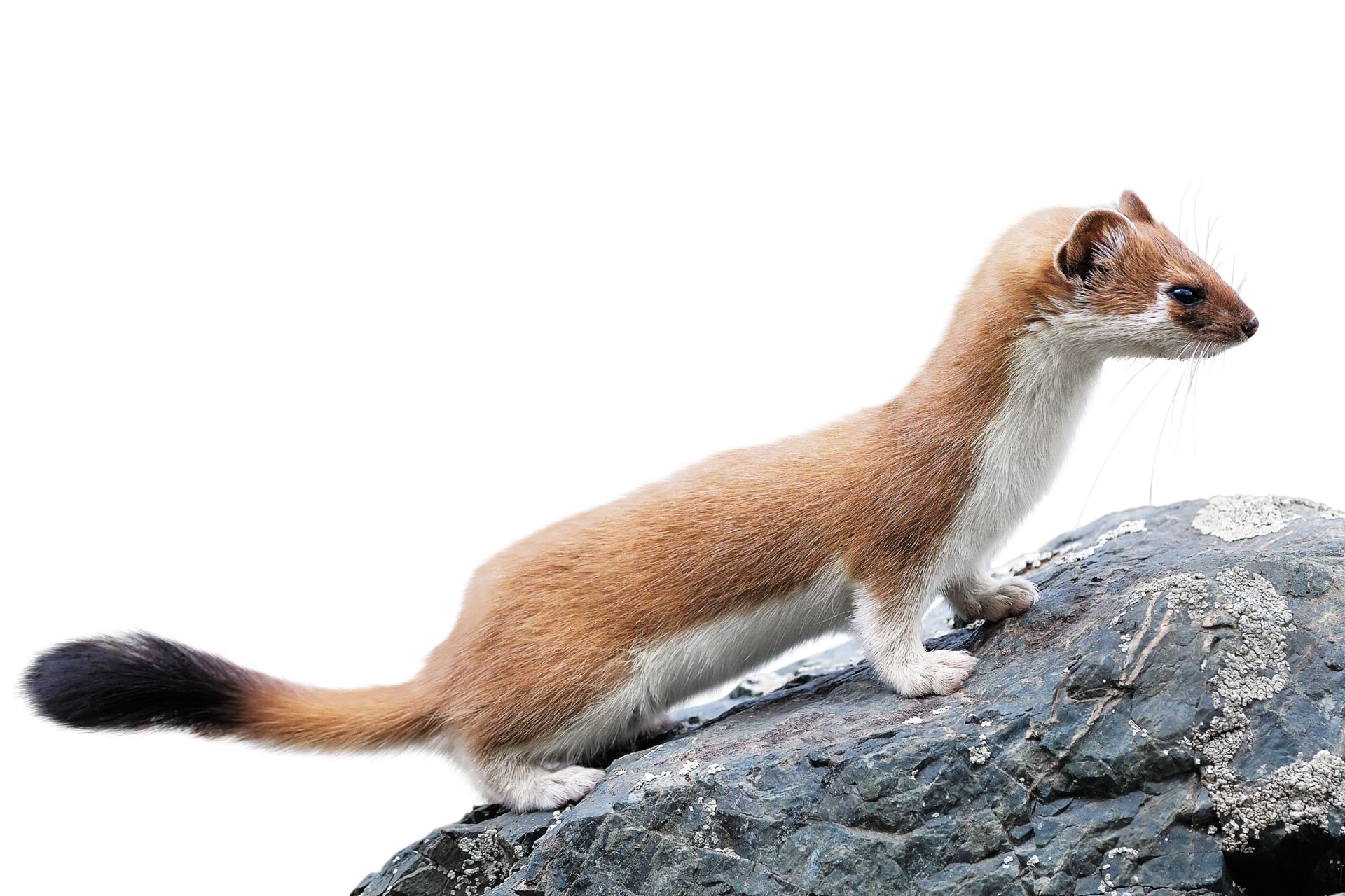 Stoat Facts for Kids Stoat Habitat DK Find Out