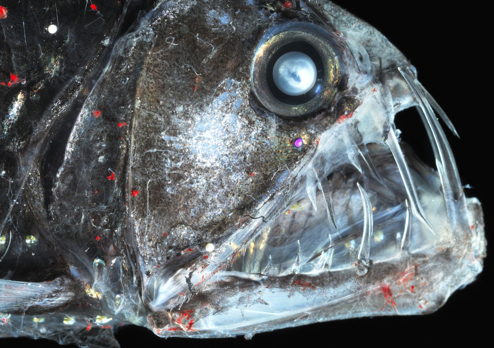 Deep Sea Fish | Viperfish Facts | DK Find Out