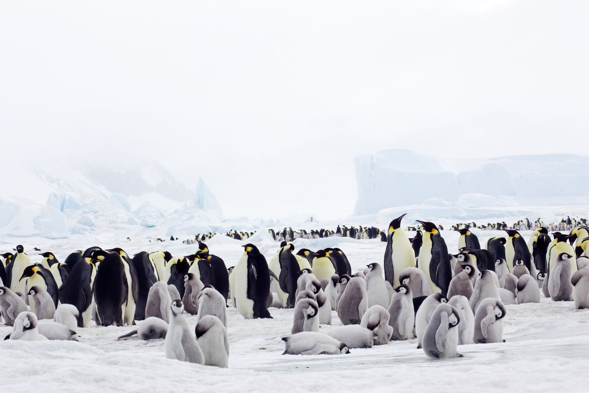 Antarctica Facts Animals In The Antarctic DK Find Out