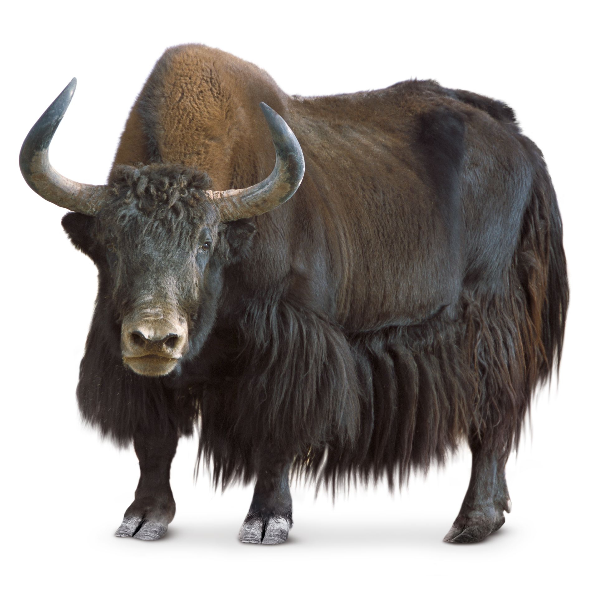 what-is-a-yak-where-do-yaks-live-dk-find-out