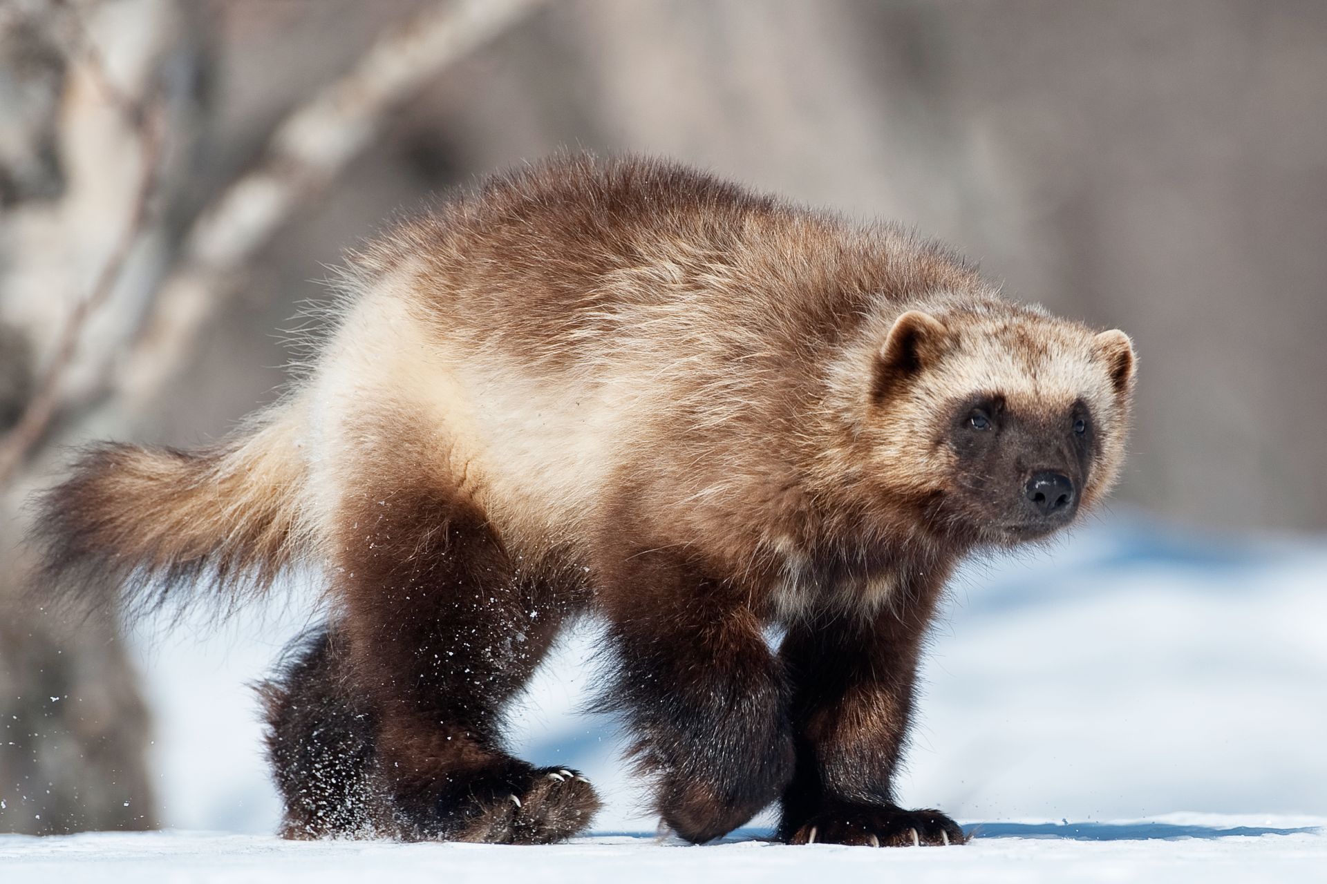 wolverines as pets