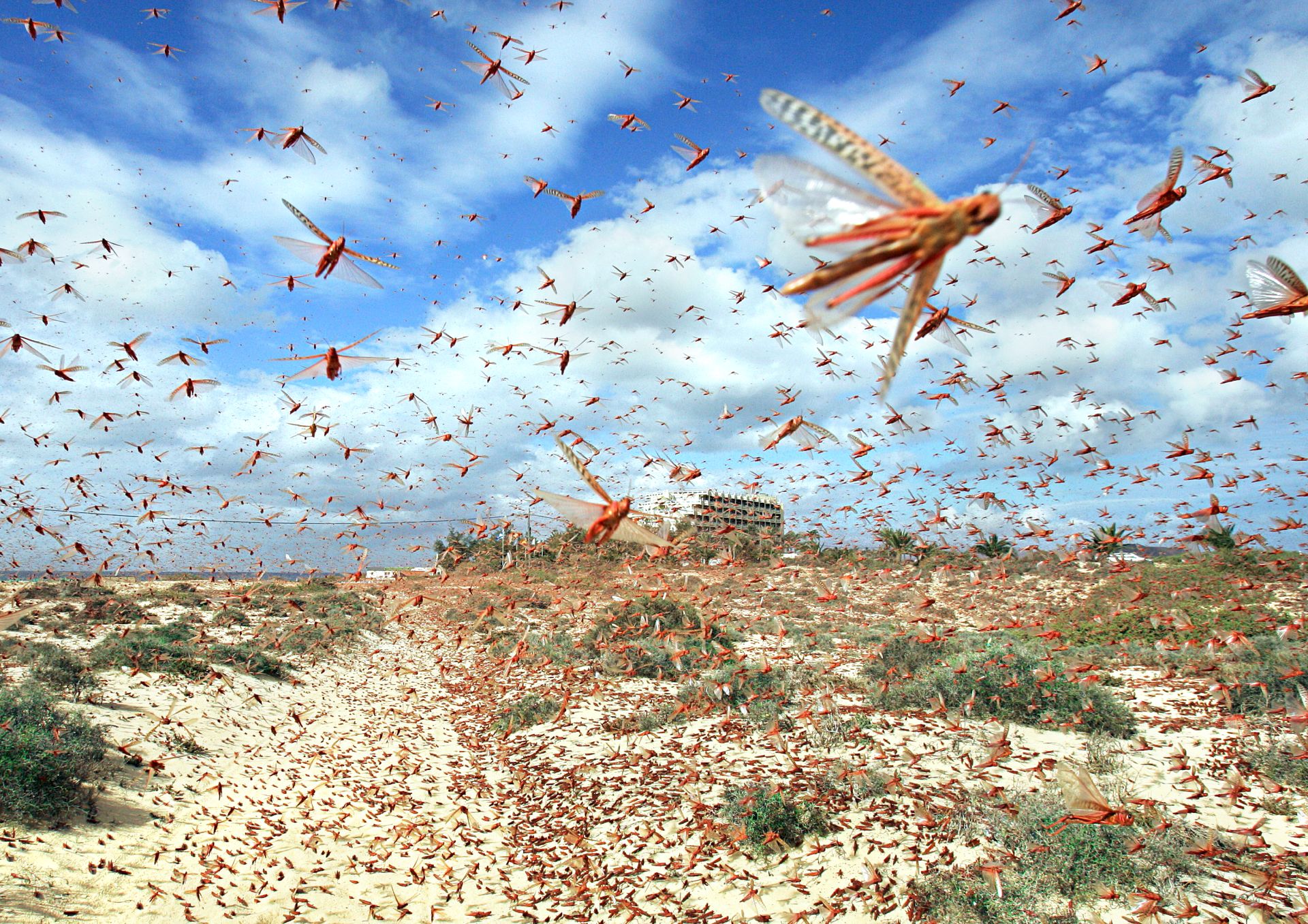 Locust Swarm Largest Locust Swarm DK Find Out