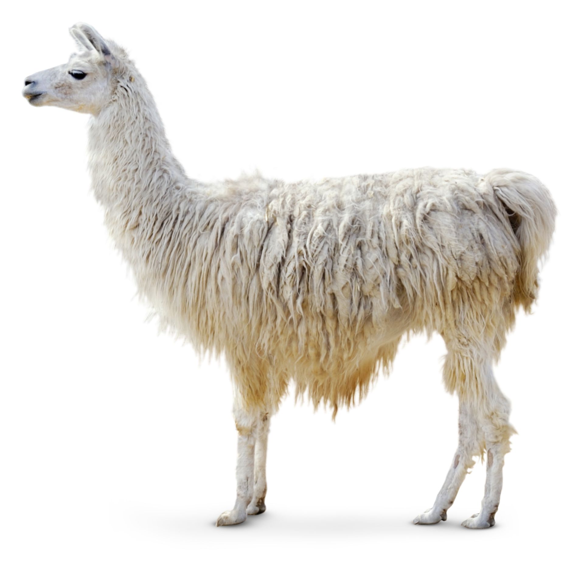 Image result for llama