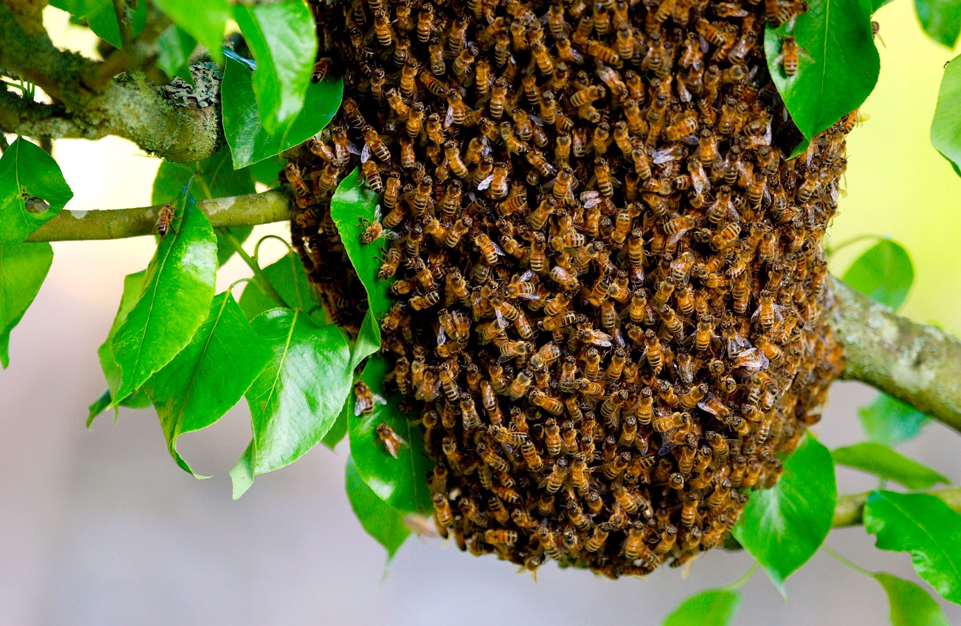 цветочная полка bee swarm