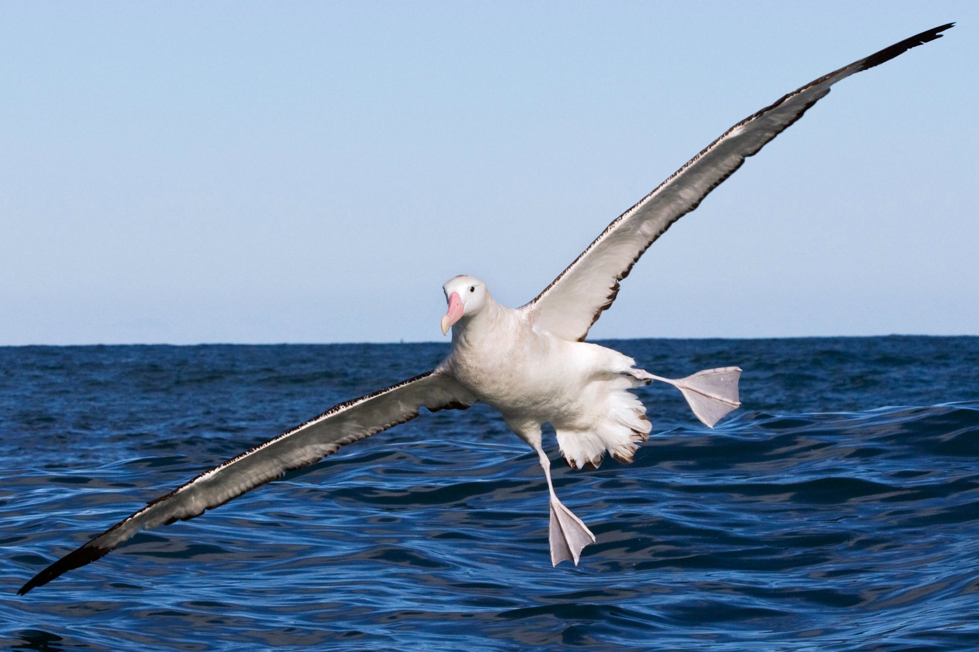 do wandering albatross migrate