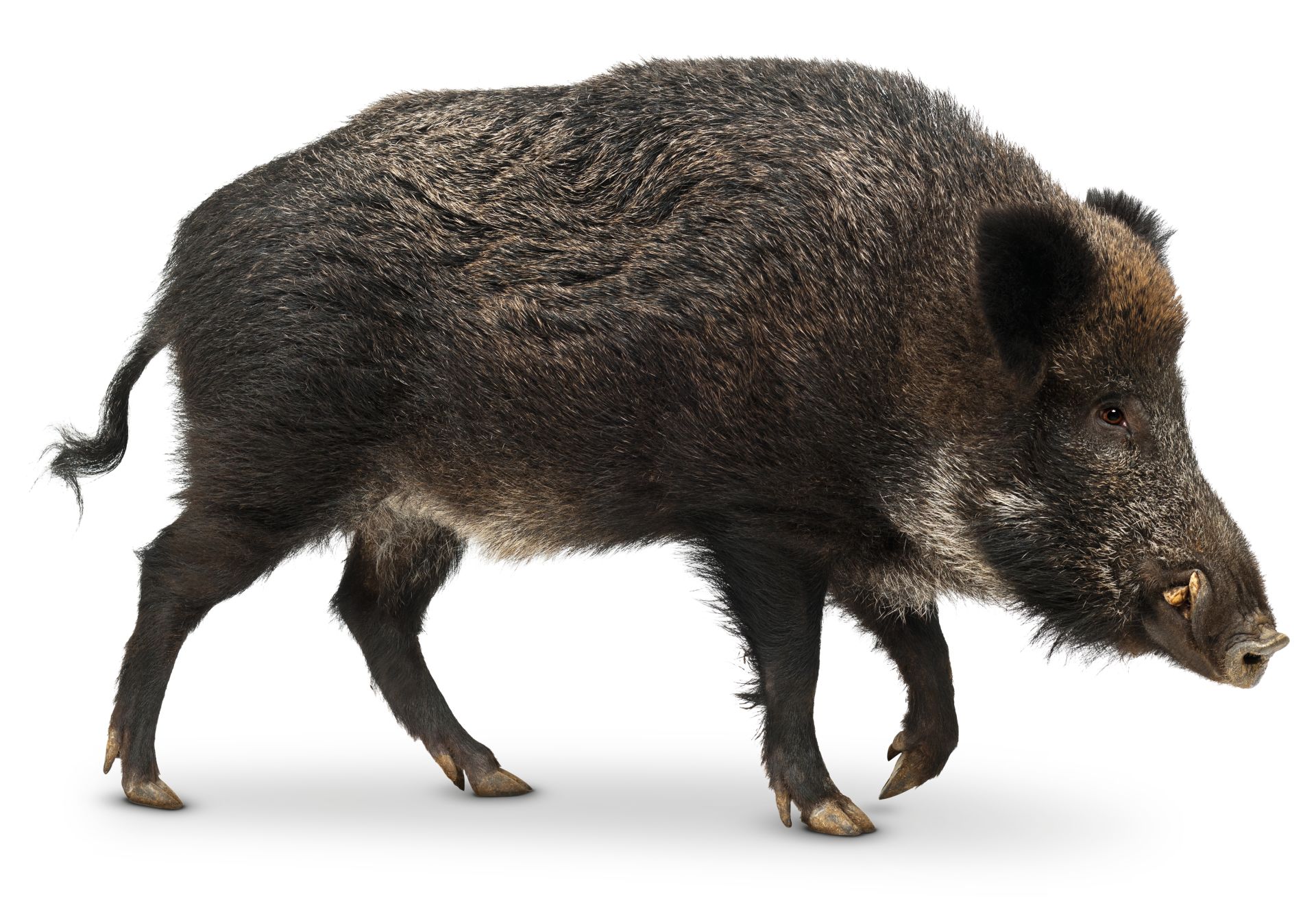 Wild boar, facts and information