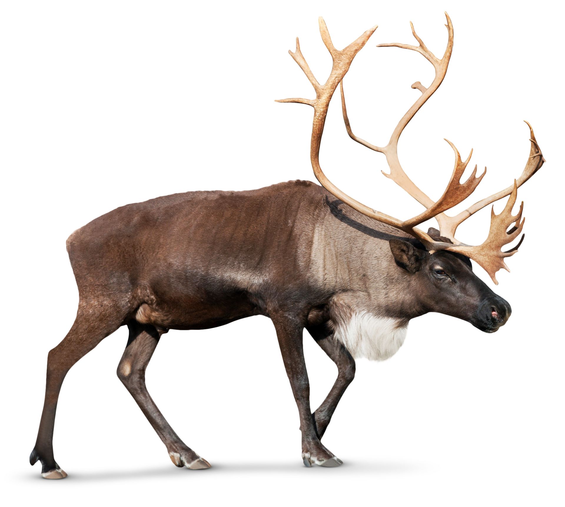 elk vs caribou vs reindeer