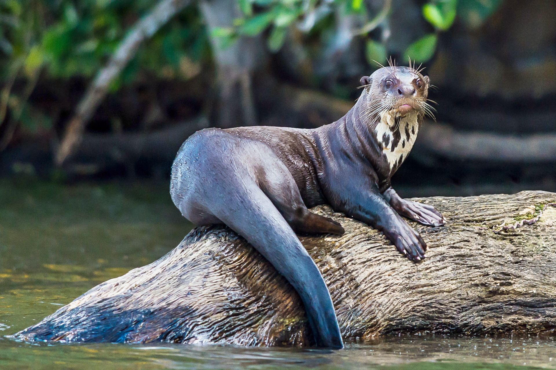 Image result for giant otter