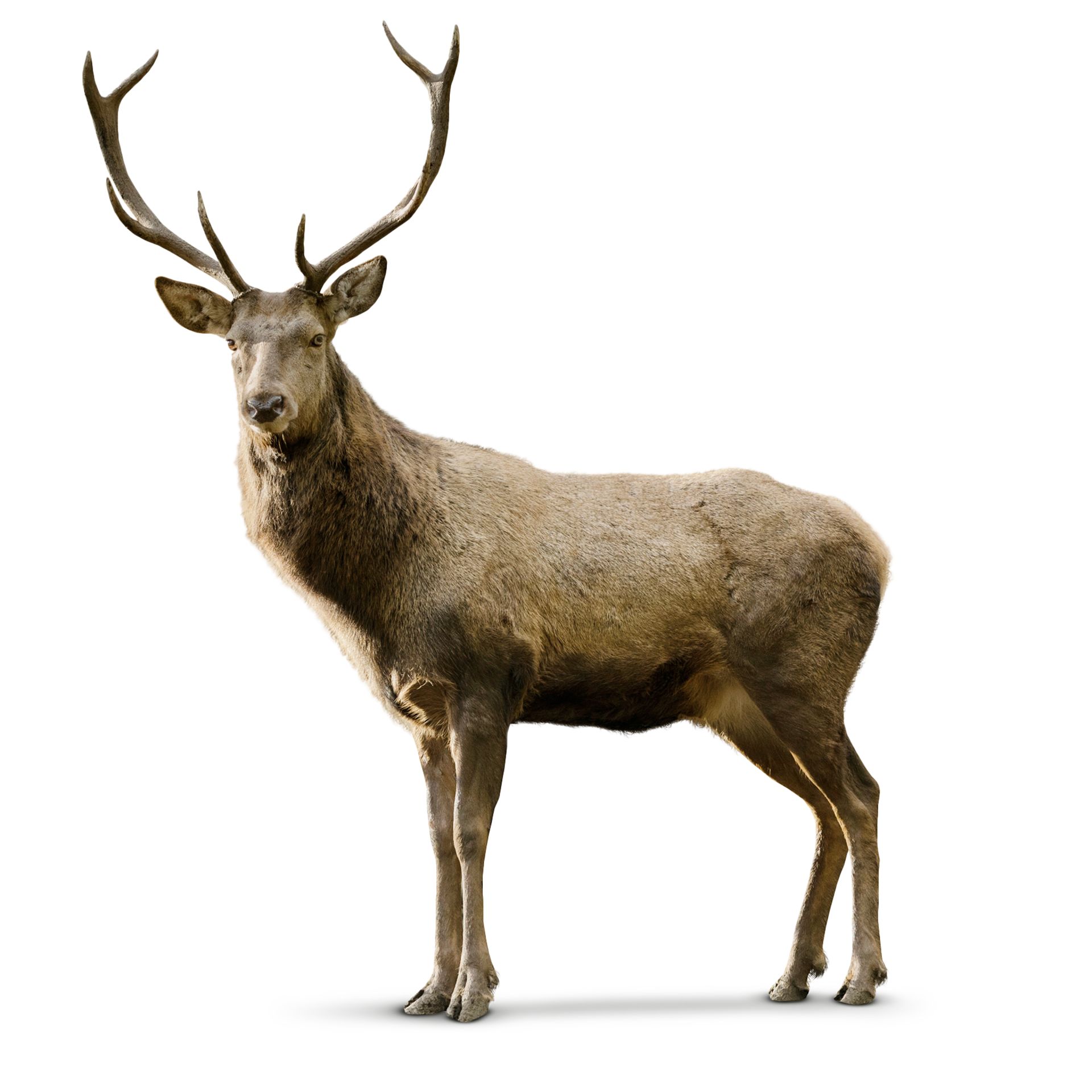 facts about deer