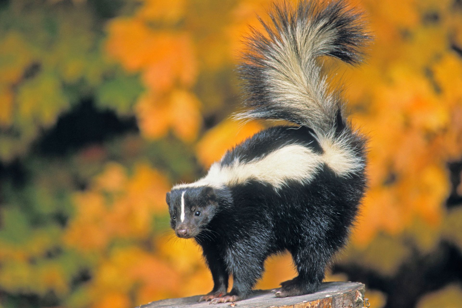 Skunk Facts For Kids | Skunk Habitat | DK Find Out