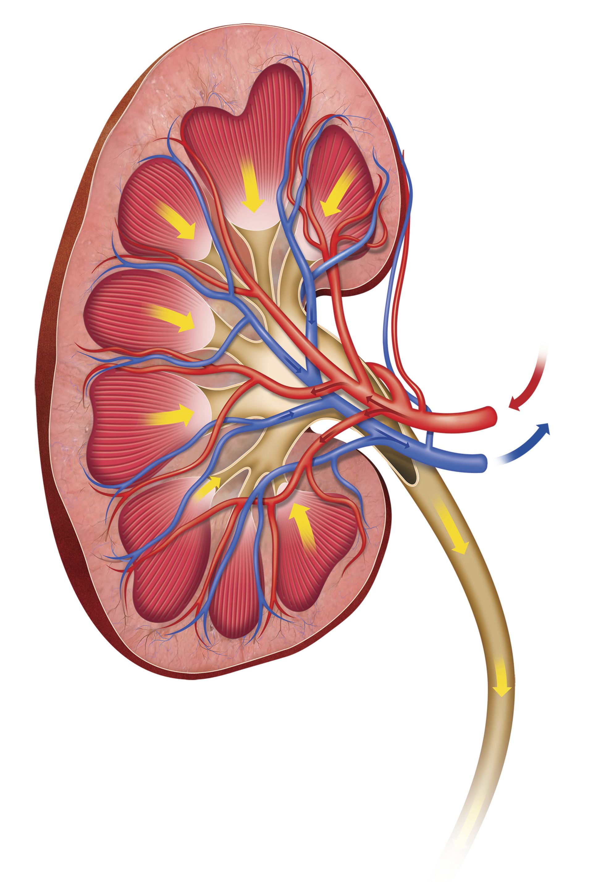 How The Kidney Works Step By Step