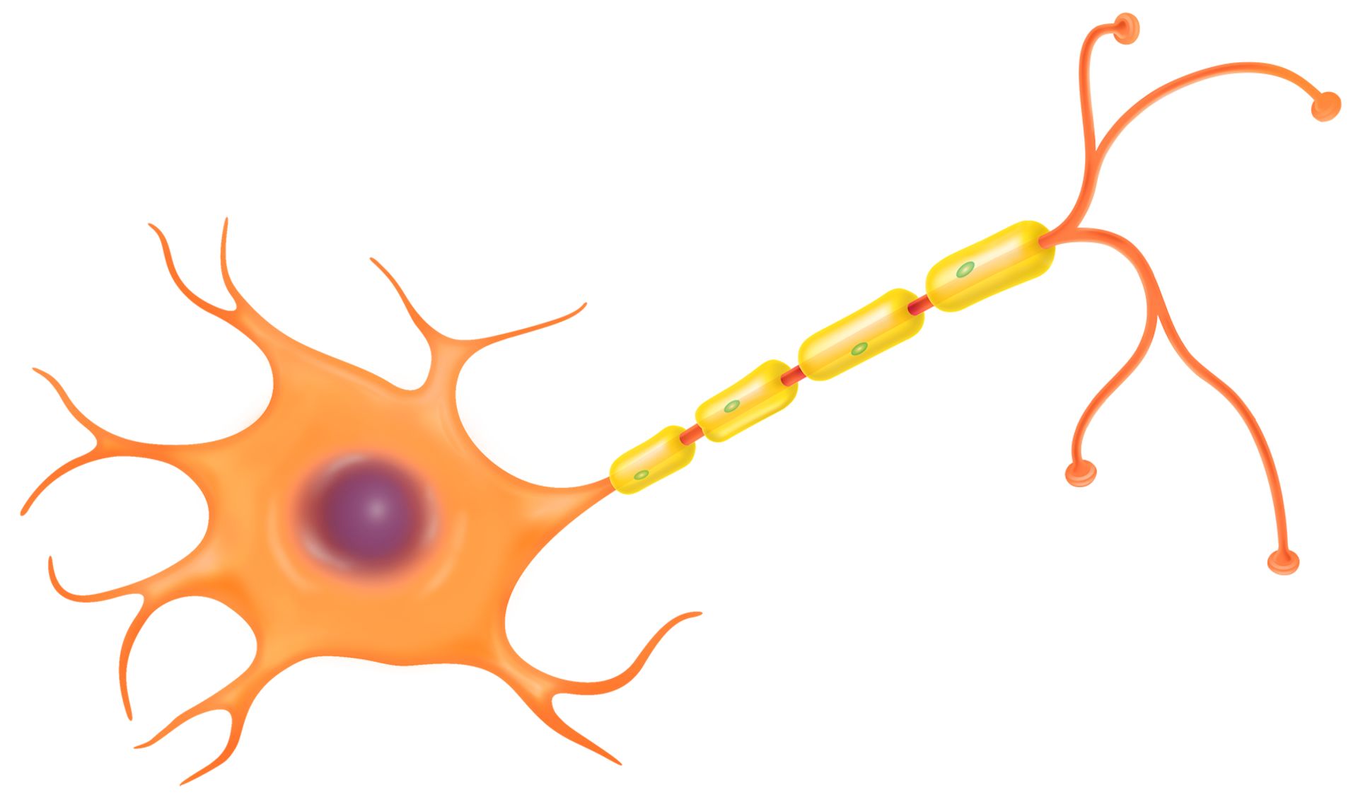 Neuron Sketch Stock Illustration - Download Image Now - Nerve Cell, Sketch,  Synapse - iStock