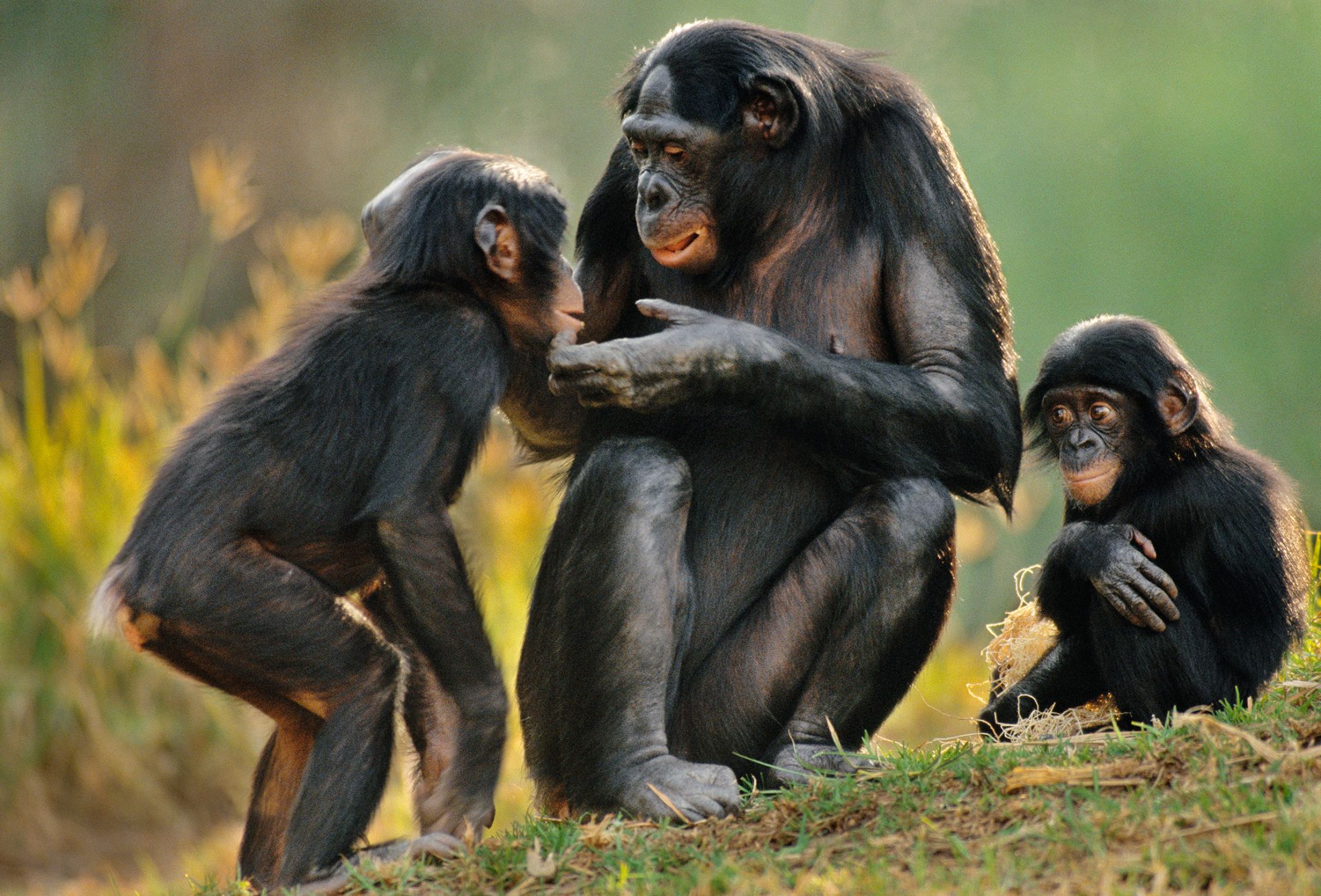 1 2 обезьян. Бонобо обезьяна. Bonobo шимпанзе. Бонобо человекообразные обезьяны. Бонобо спаривание.