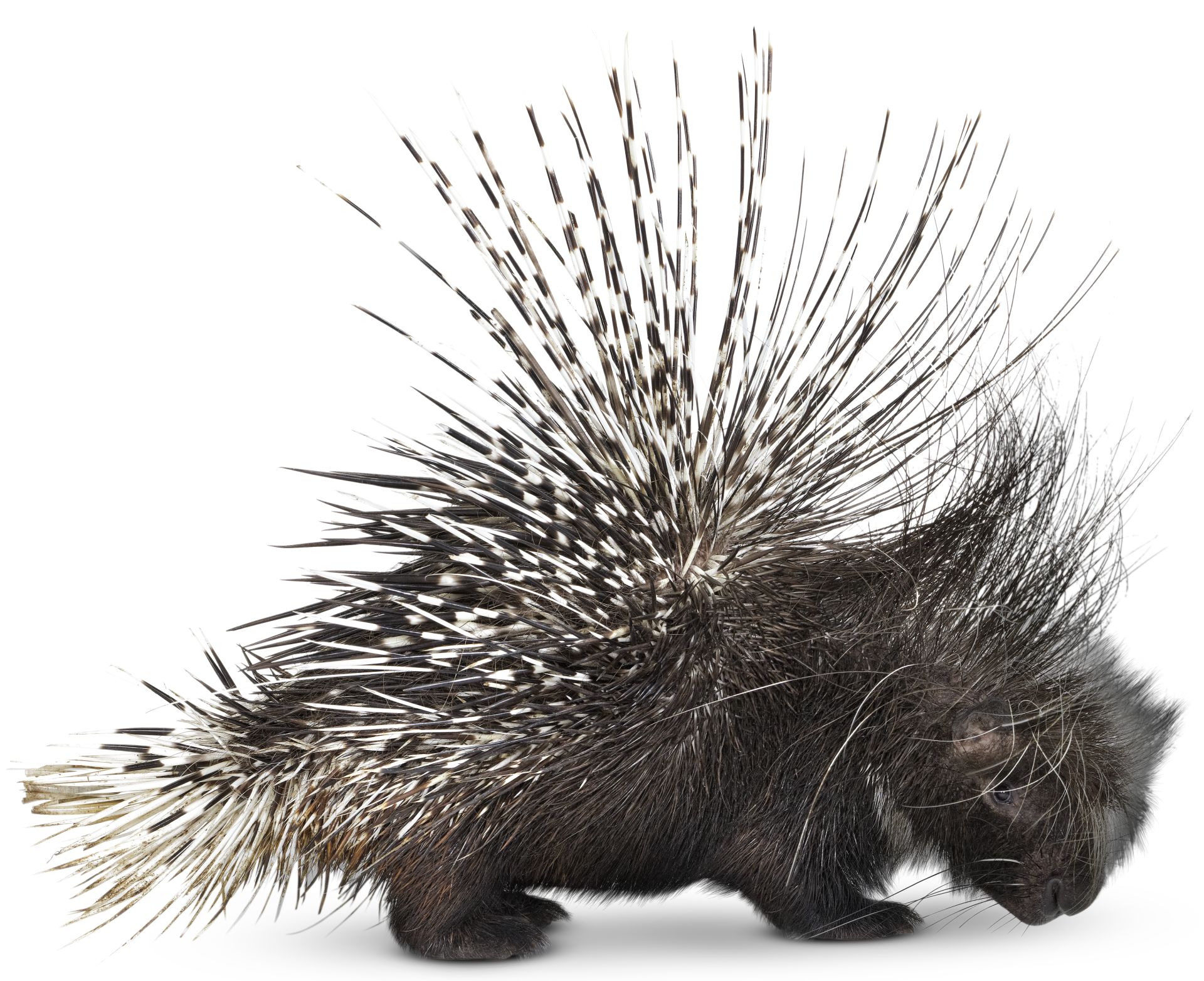 Crested Porcupine | Crested Porcupine Facts | DK Find Out