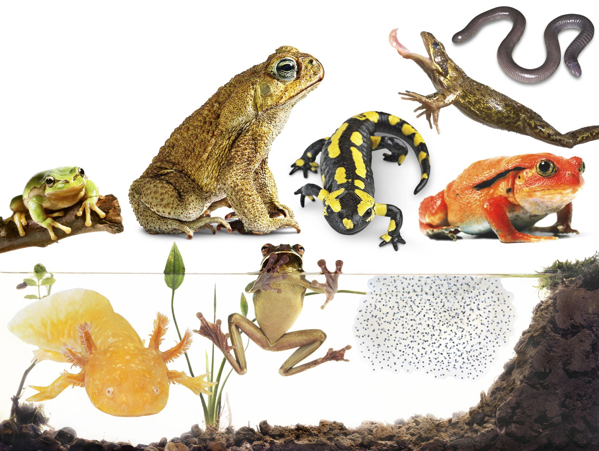 types-of-amphibians-amphibians-for-kids-dk-find-out