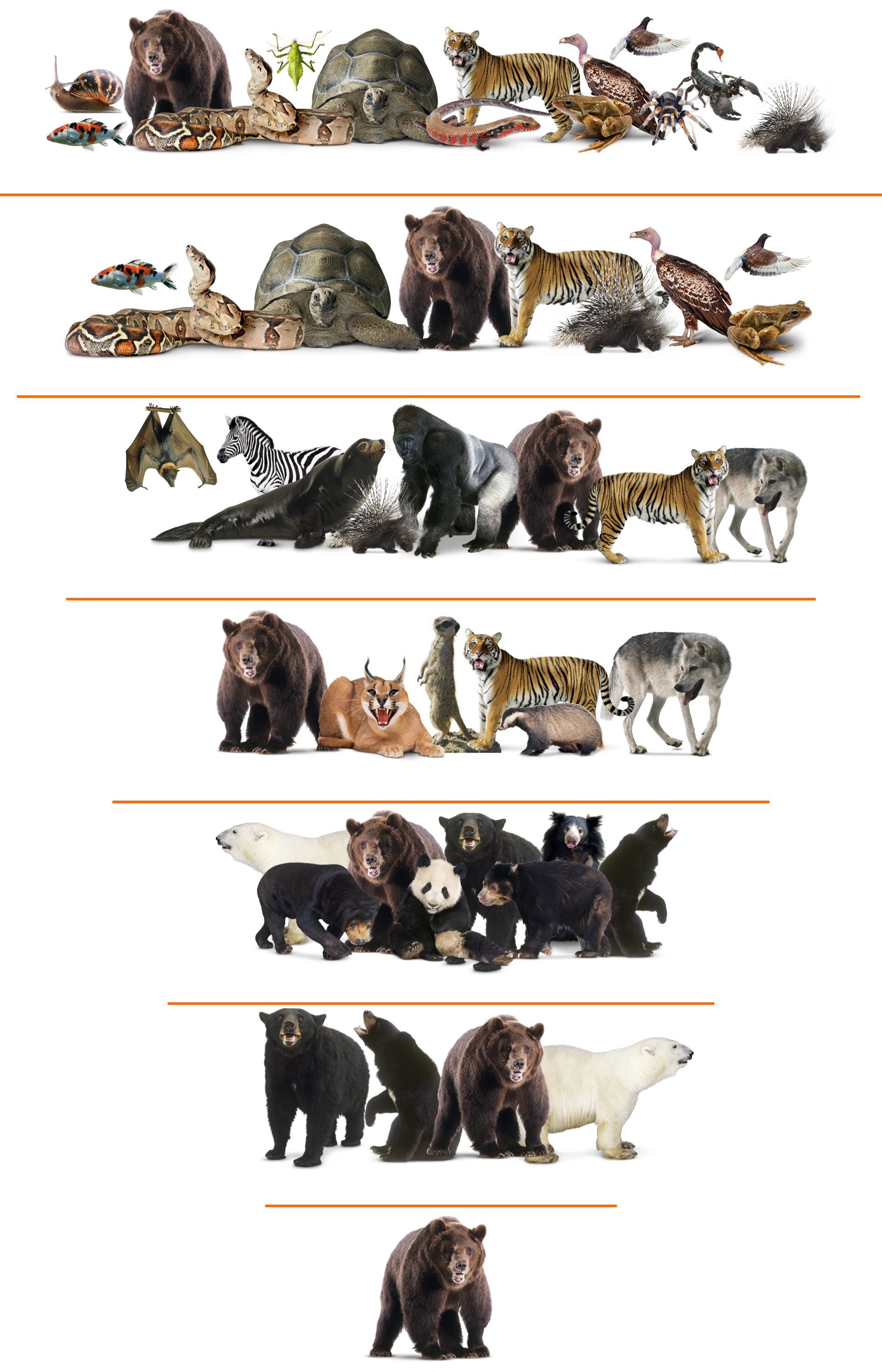 Top 141 + Kingdom classification of animals - Lestwinsonline.com