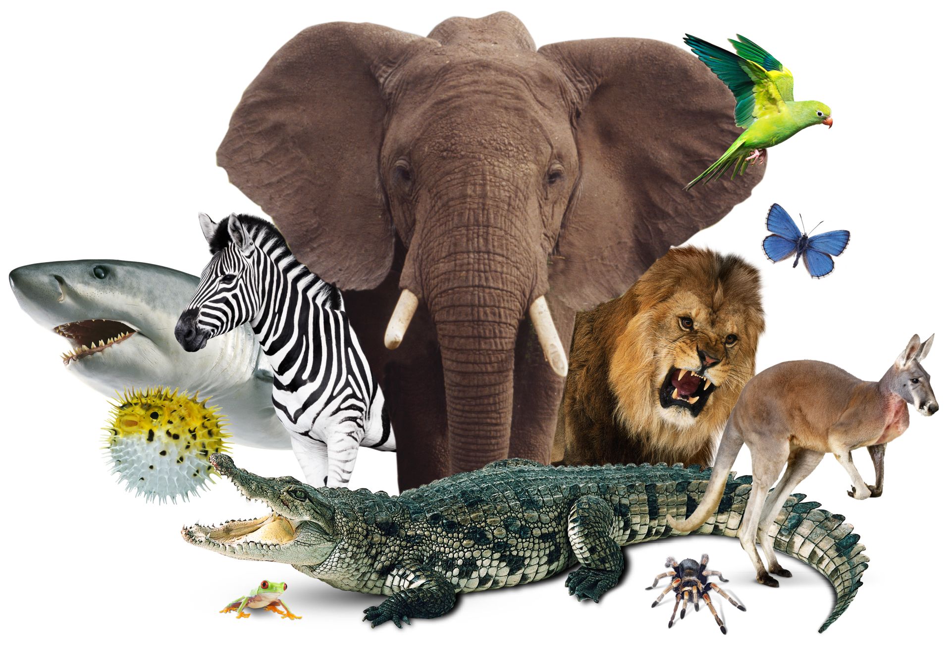 The Animal World The Animal Kingdom DK Find Out