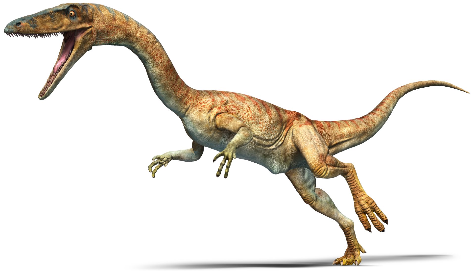 Download Coelophysis | Coelophysis Facts | DK Find Out