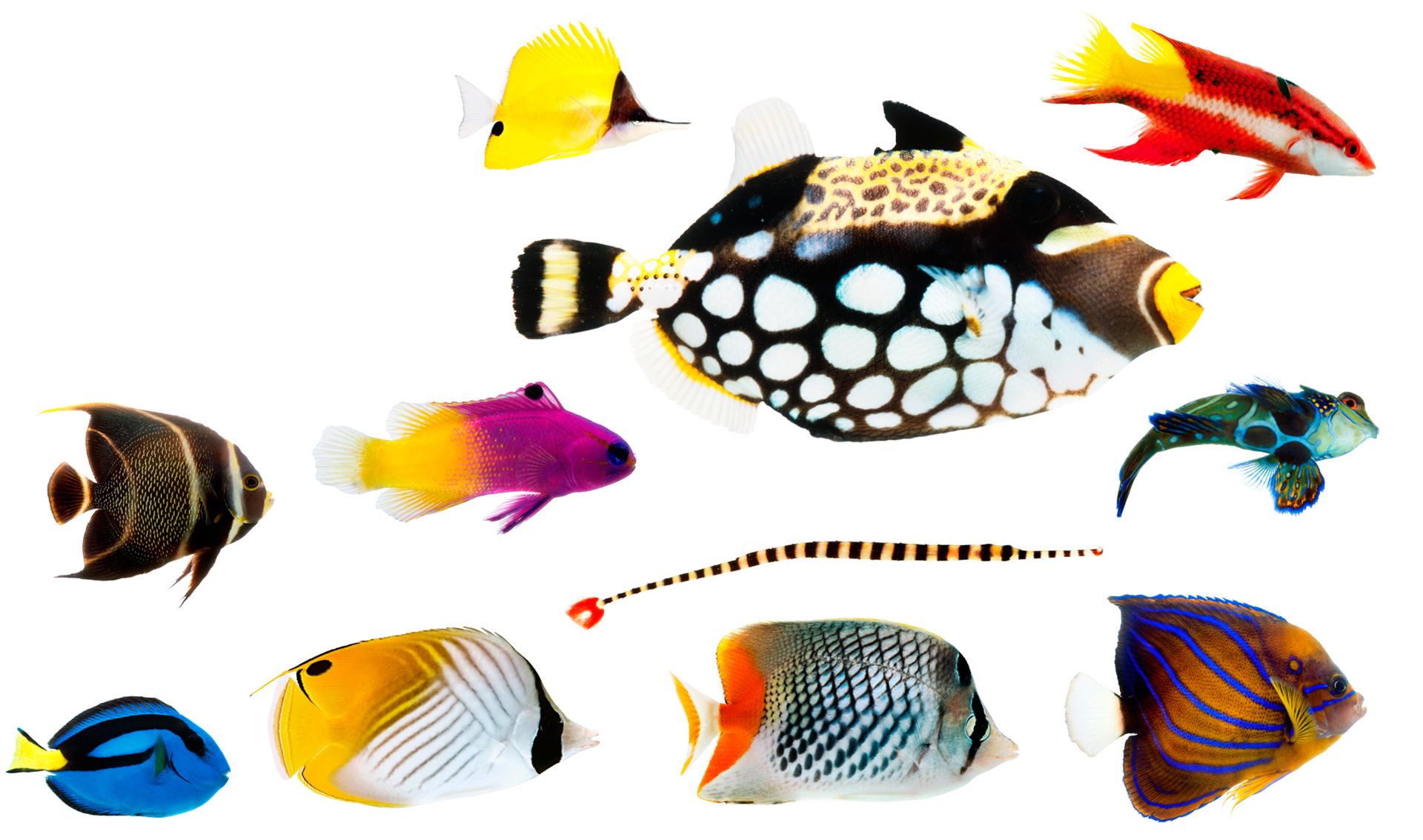 Why Are Reef Fish Colorful