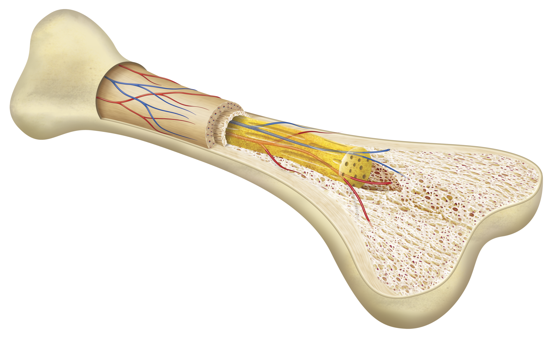 How do Bones Grow | Facts About Bones | DK Find Out