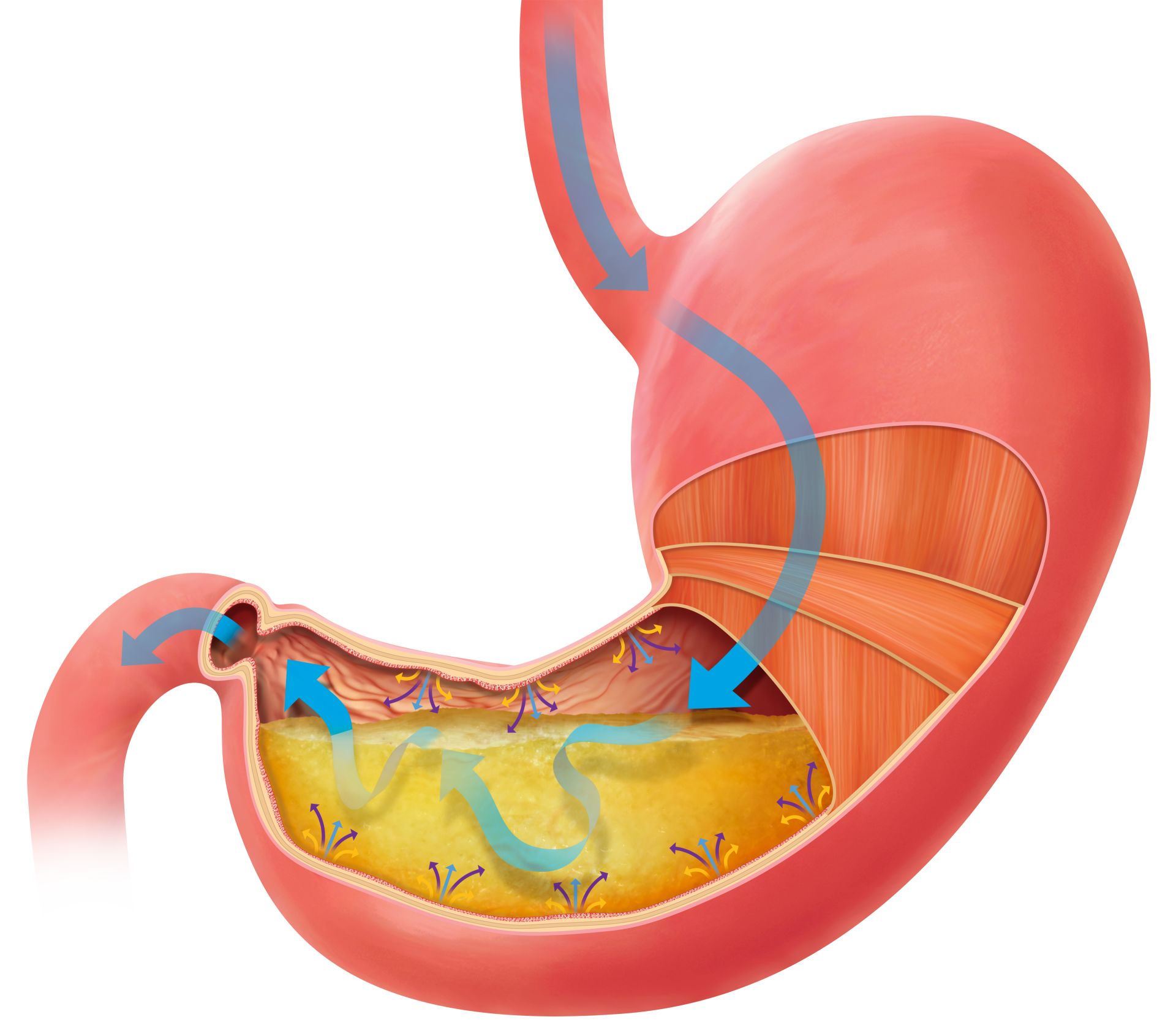 Human Stomach How Does The Stomach Work Dk Find Out