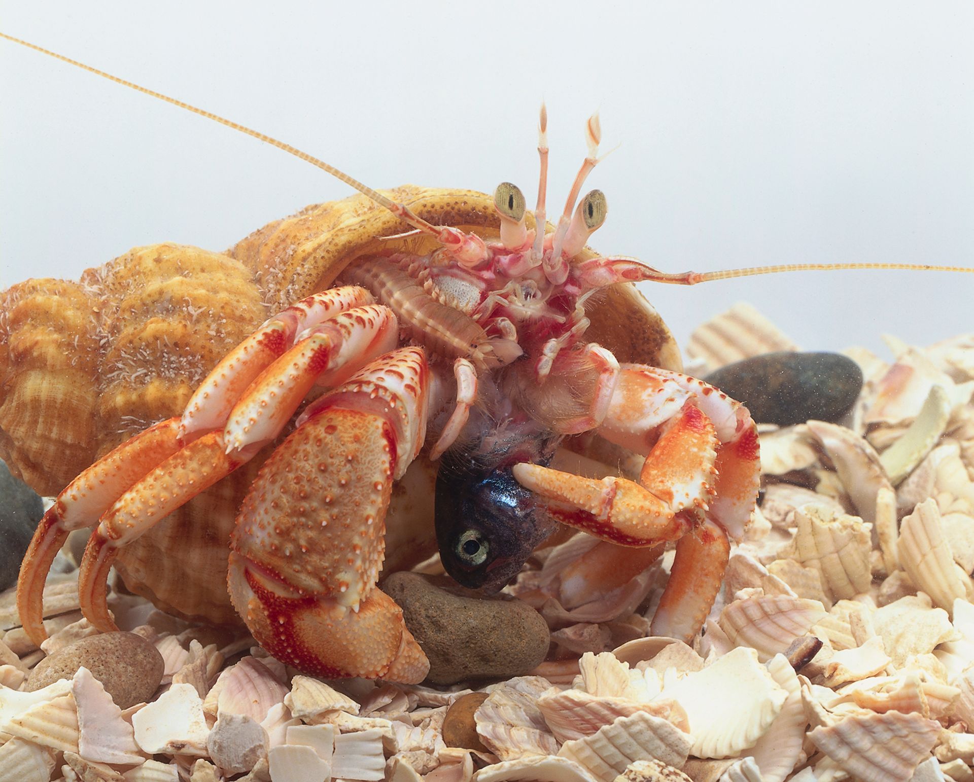 hermit-crab-shell-hermit-crab-changing-shell-dk-find-out