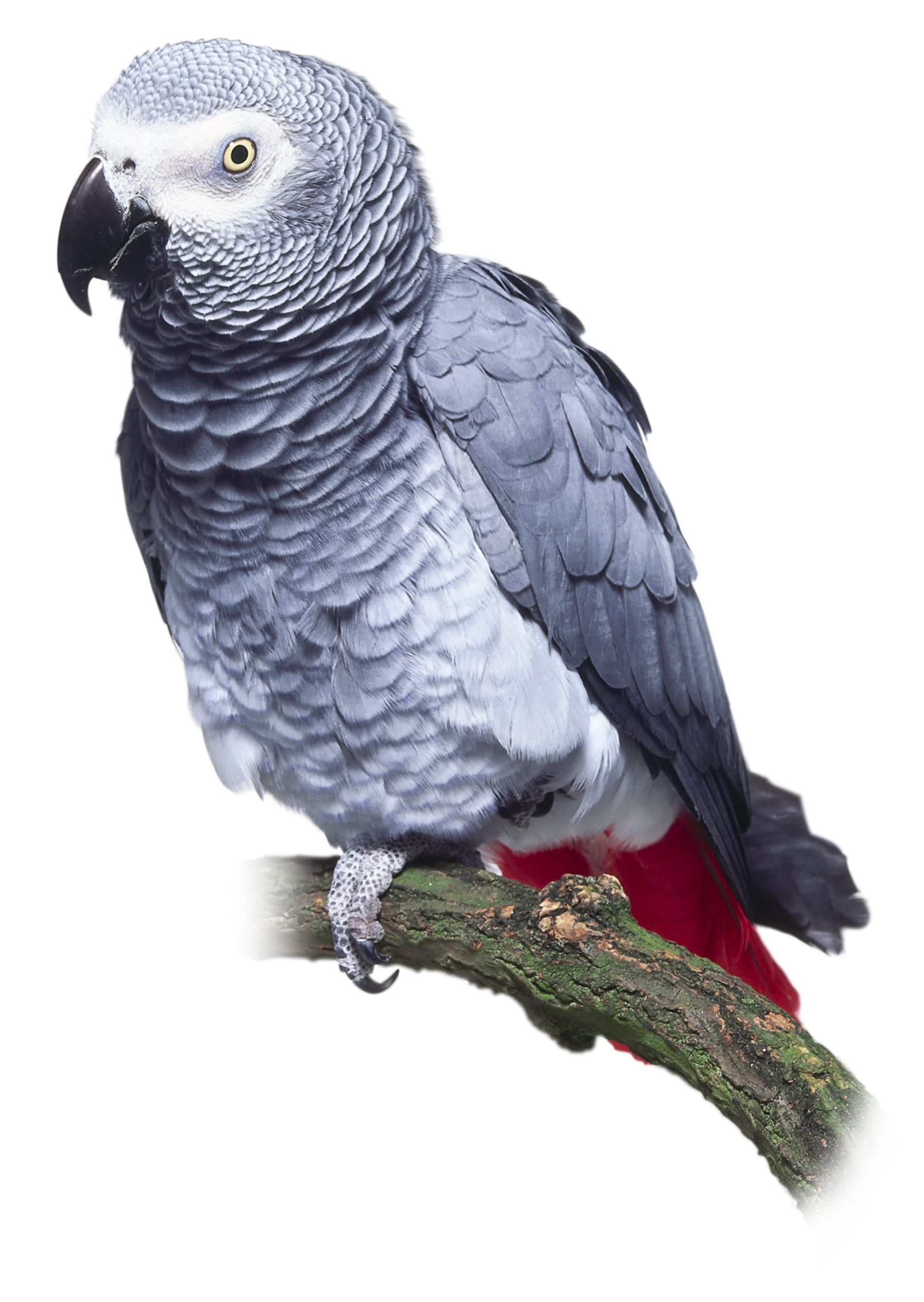 Types of Parrots | Parrot Facts | DK Find Out Types of Parrots | Parrot Facts | DK Find Out