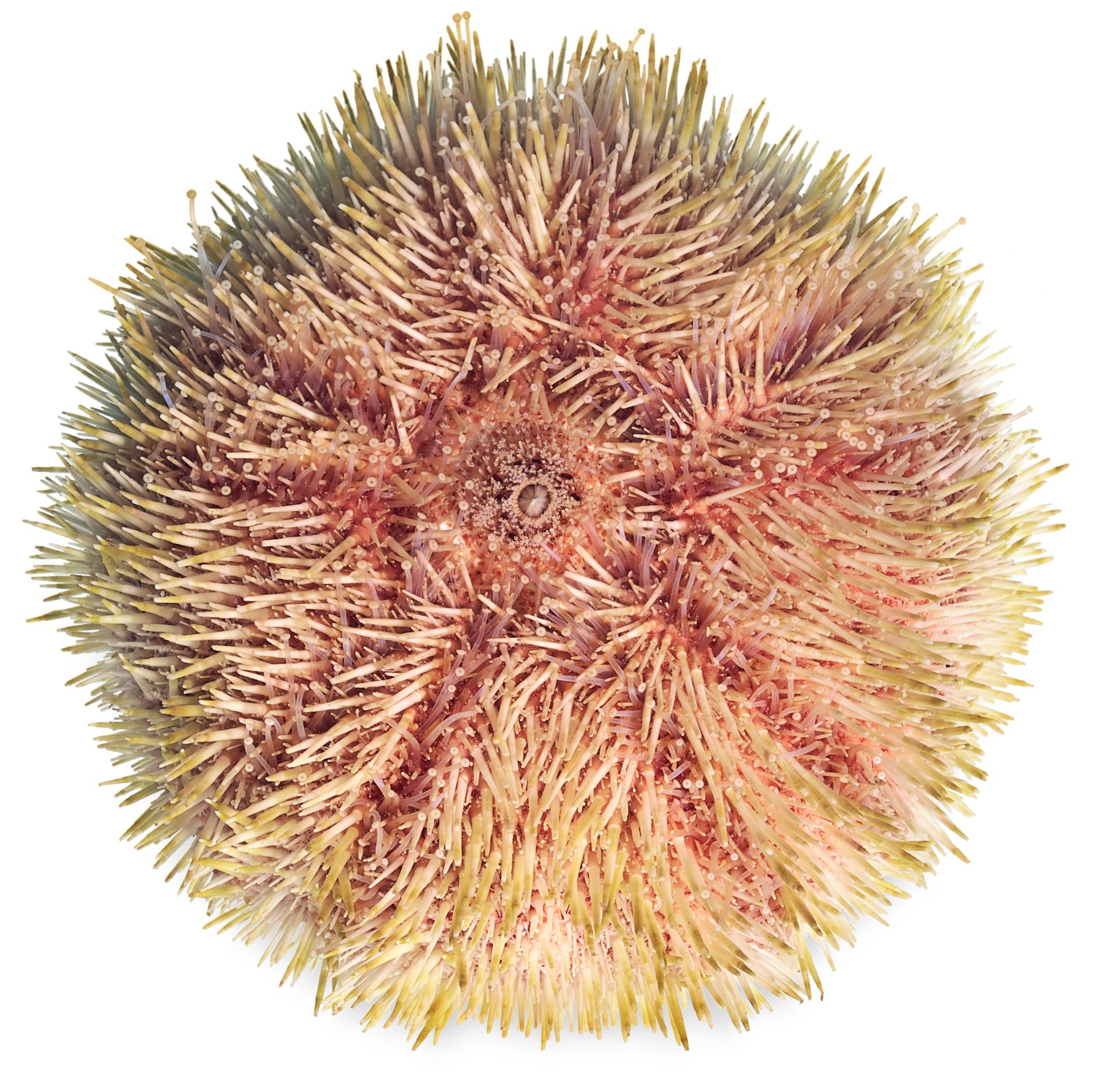 Sea Urchin Facts | What Are Sea Urchins? | DK Find Out