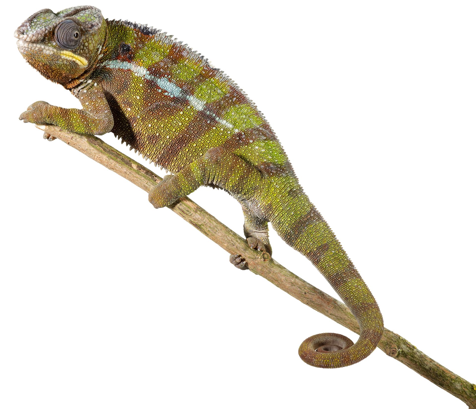 Facts About Chameleons | Chameleon Tongue | DK Find Out